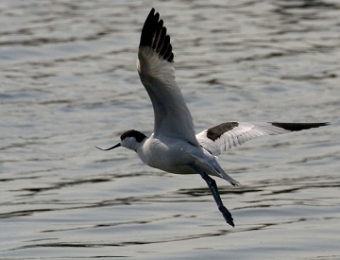 avocette en vol 2